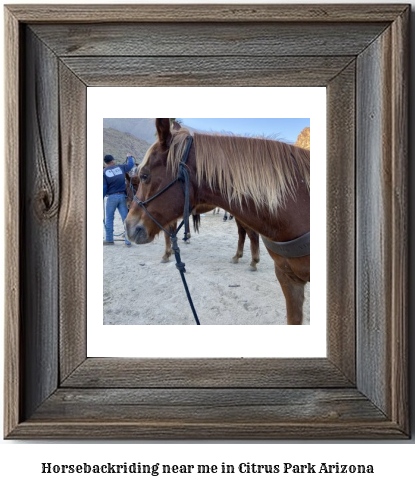 horseback riding near me in Citrus Park, Arizona